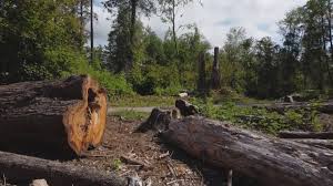 Best Firewood Processing and Delivery  in Forest Acres, SC