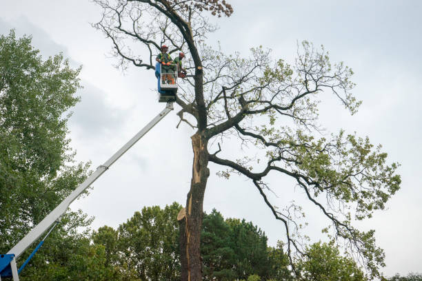 Best Tree Risk Assessment  in Forest Acres, SC